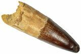 Real Spinosaurus Tooth - Huge Dinosaur Tooth #302845-1